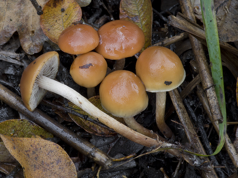 Hypholoma subericeum